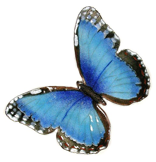 blue morpho butterfly pictures